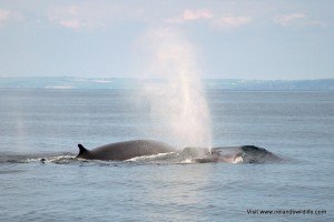 IWDG Consulting -- Ireland's Marine Mammal Survey Experts