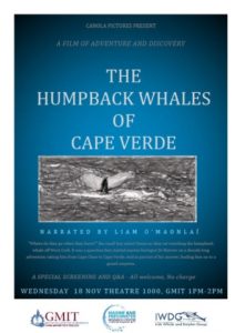 Humpback Whales of the Cape Verdes