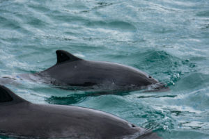Harbour Porpoise